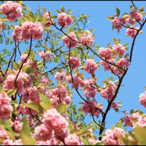fleur cerisier printemps France Japon