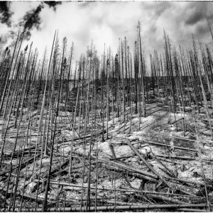 Forêt brulée en Colombie Britannique (Canada)